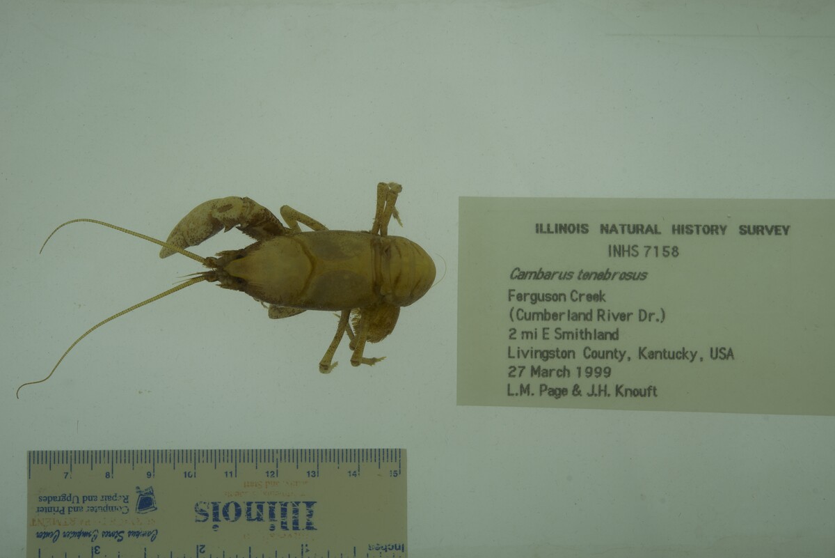 Cambarus tenebrosus image